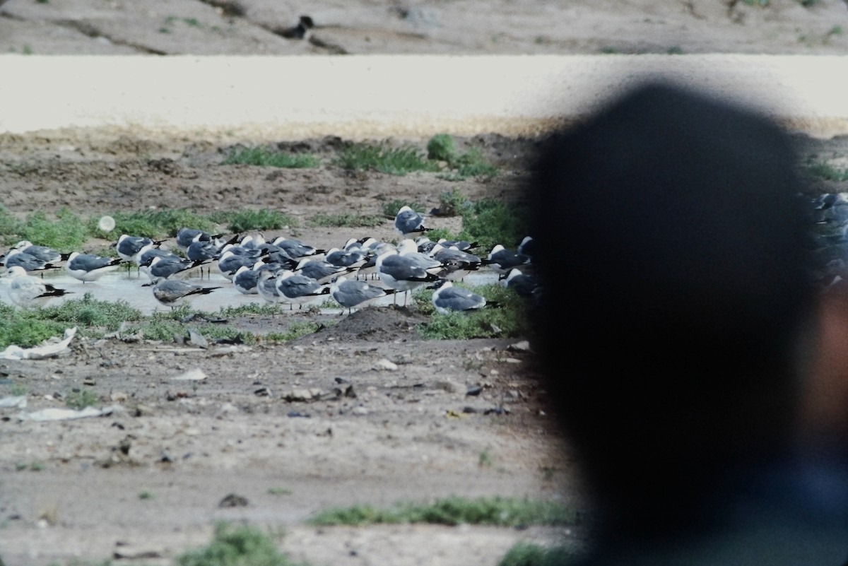 Black-tailed Gull - ML355858771