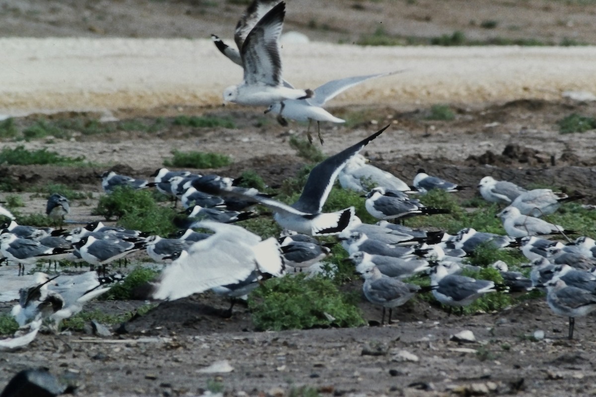 Gaviota Japonesa - ML355858781