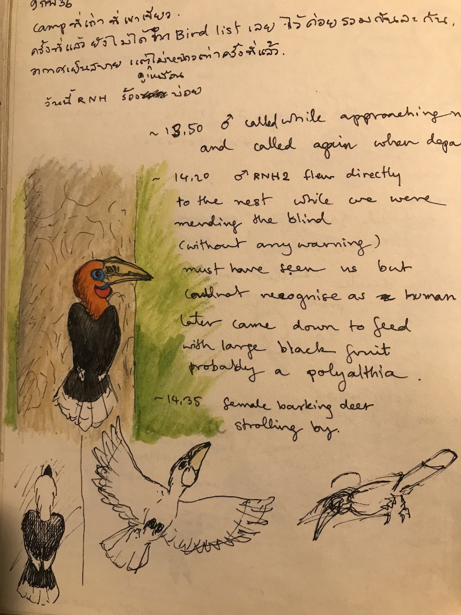 Rufous-necked Hornbill - Rungsrit Kanjanavanit