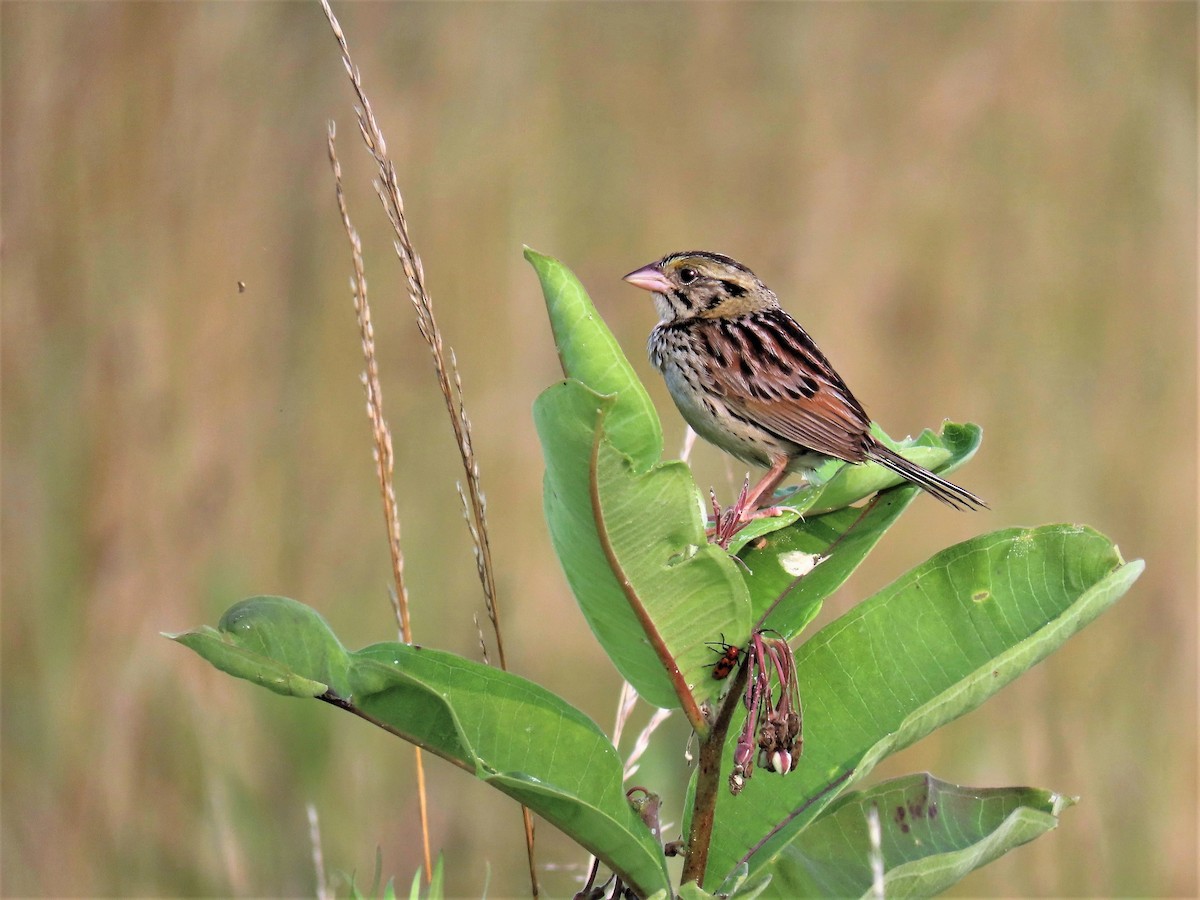 Henslow's Sparrow - ML355859341