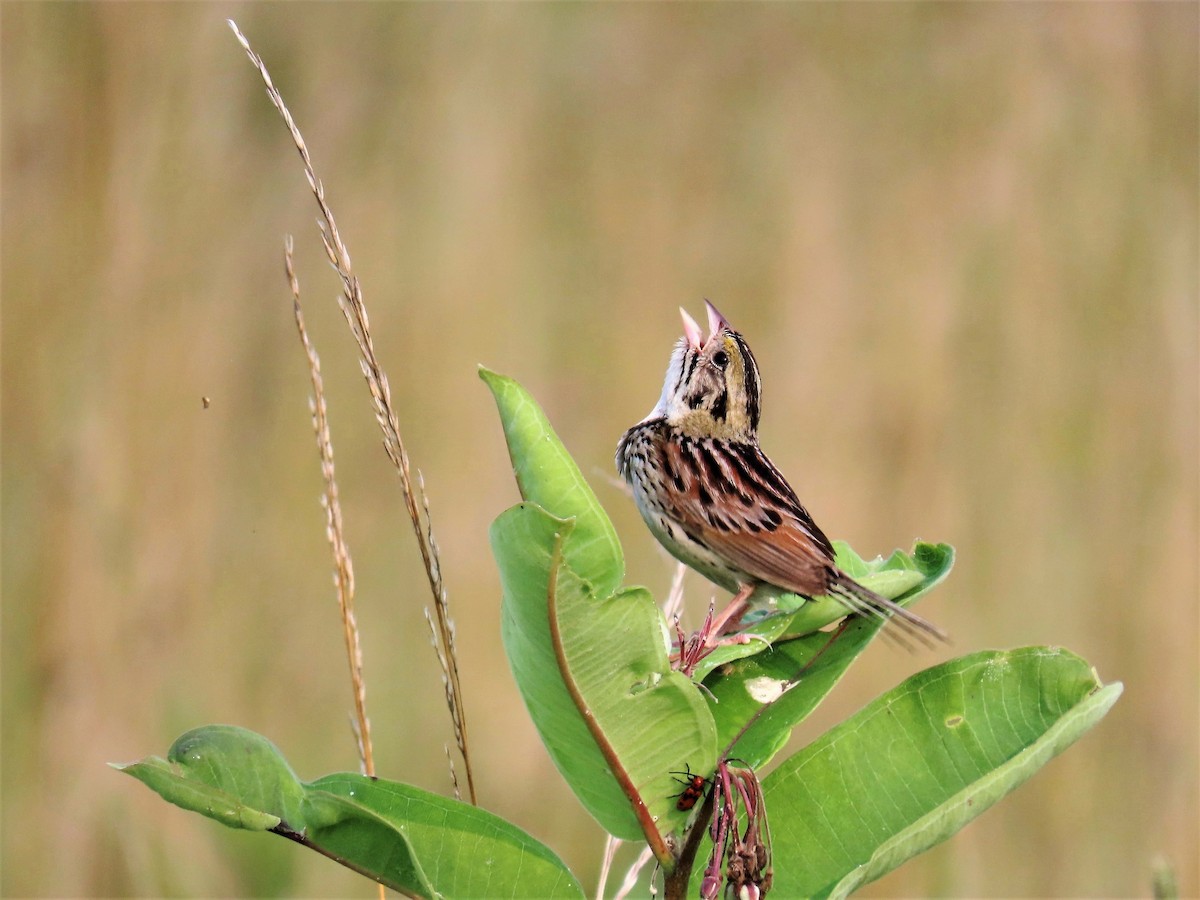Henslow's Sparrow - ML355859401