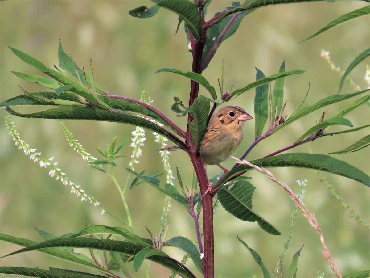 Henslow's Sparrow - ML355859461