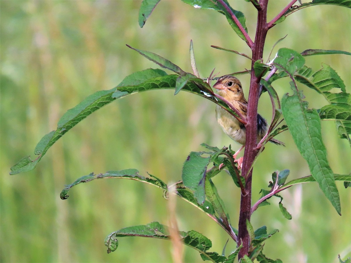 Henslow's Sparrow - ML355859971