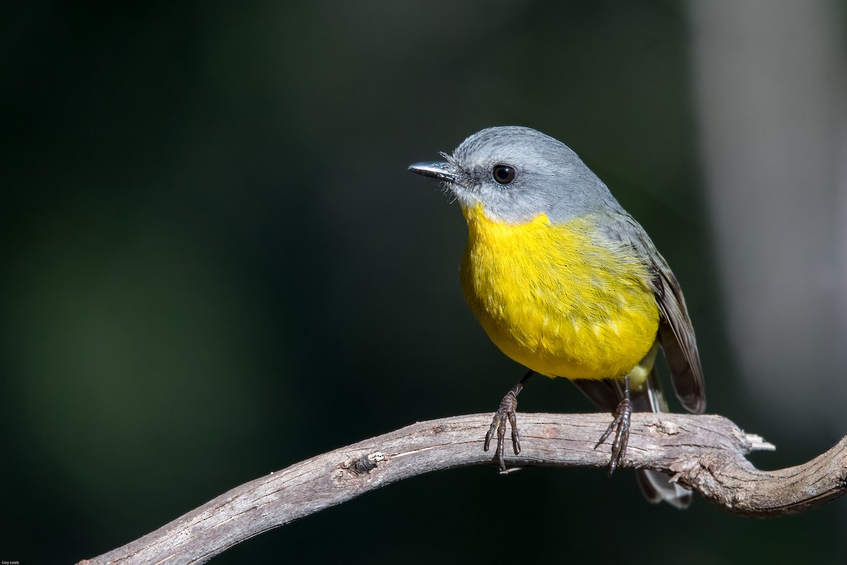 Eastern Yellow Robin - ML355861581