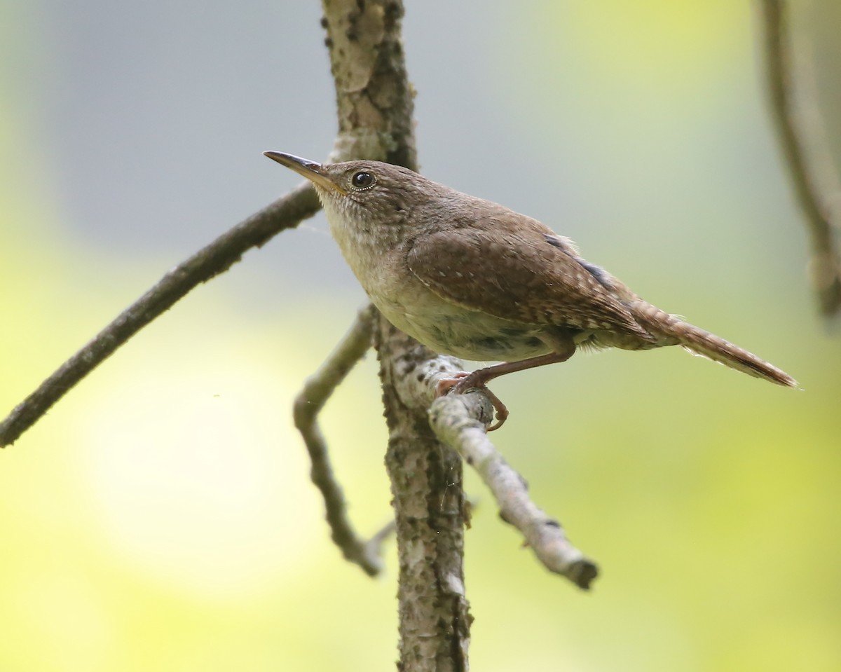 House Wren - ML355861621