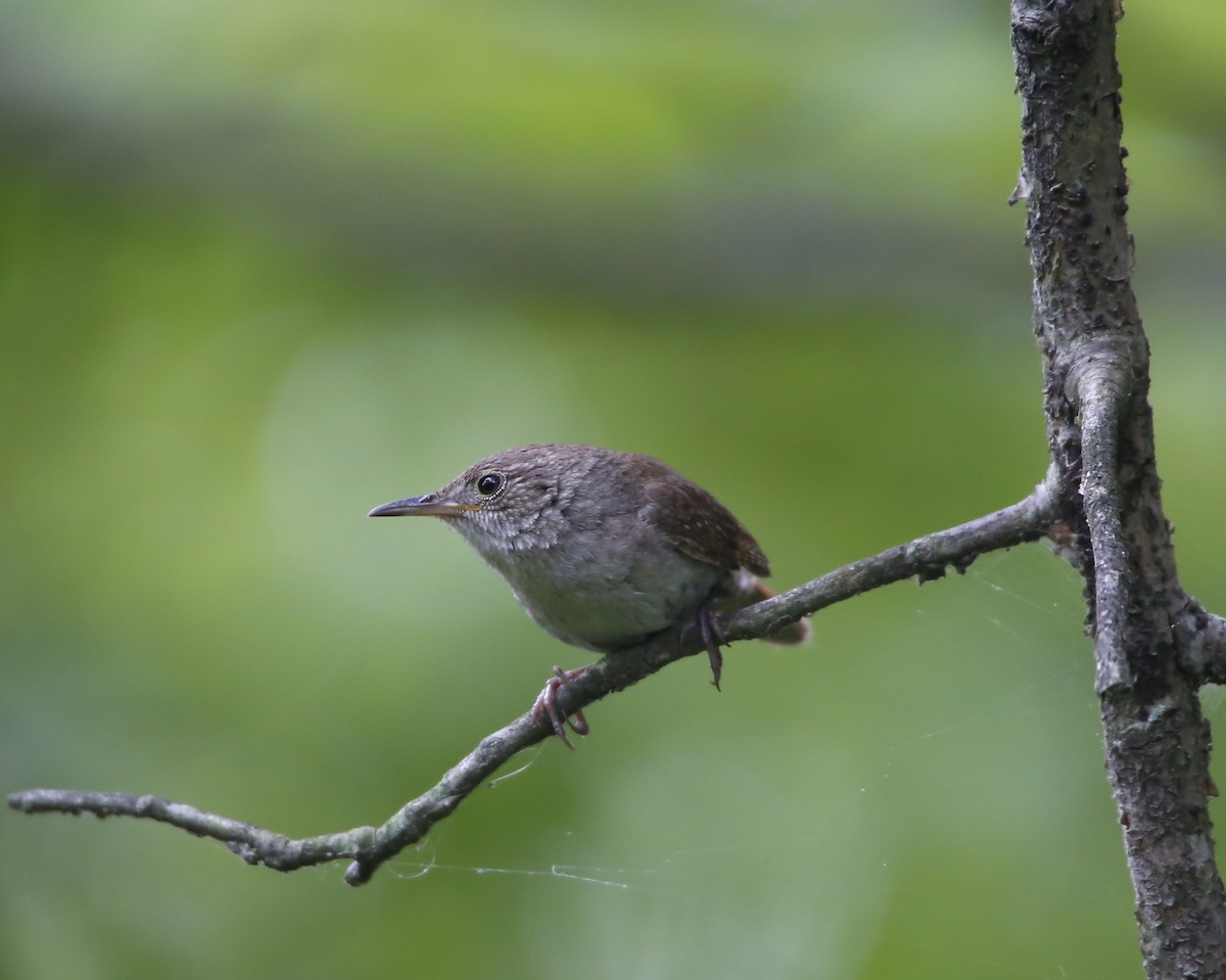 House Wren - ML355861631