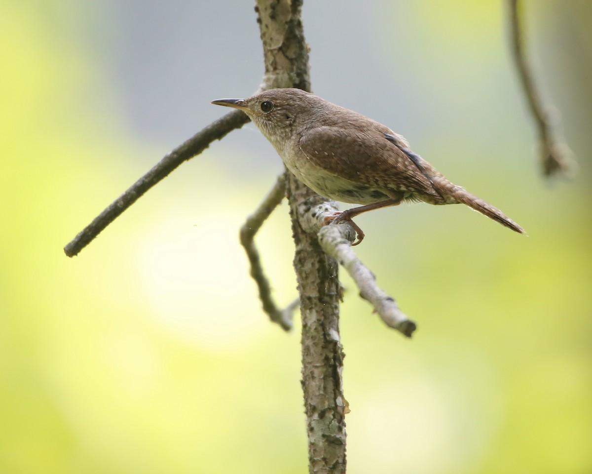 House Wren - ML355861651