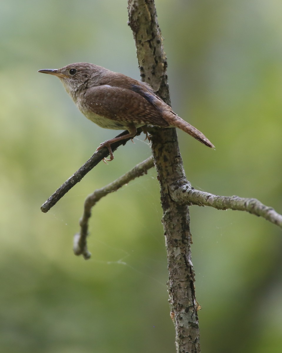 House Wren - ML355861661