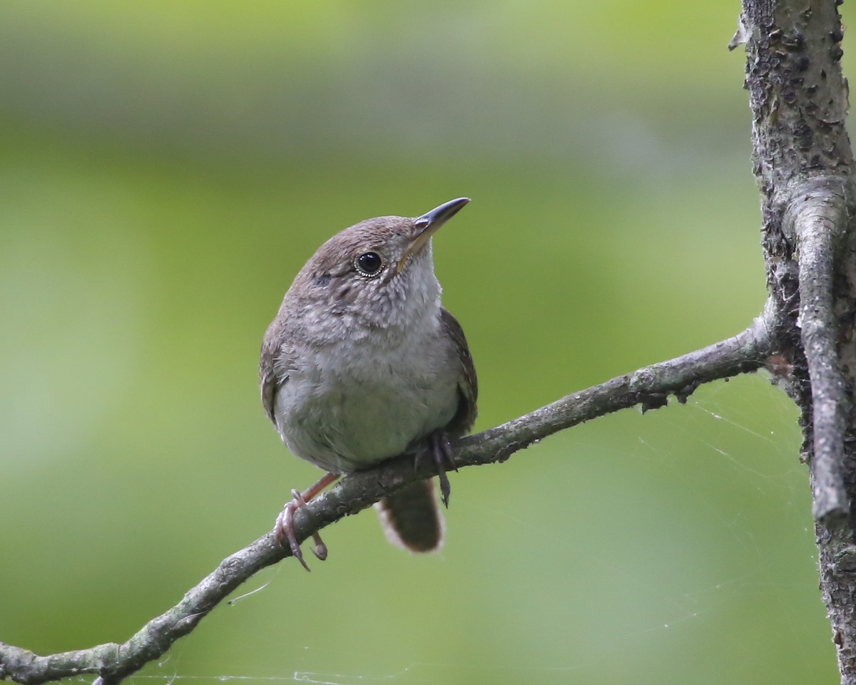 House Wren - Rob Francis