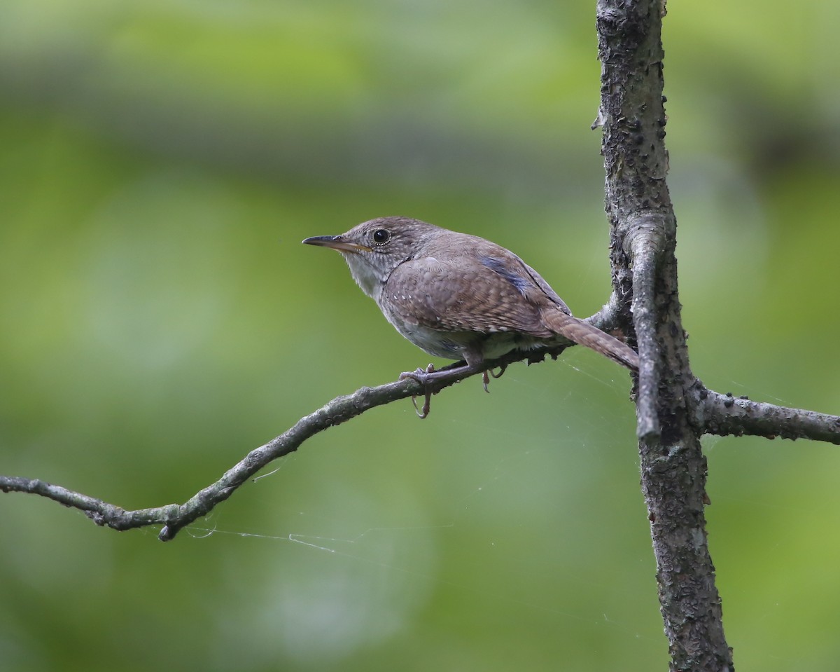 House Wren - ML355861701