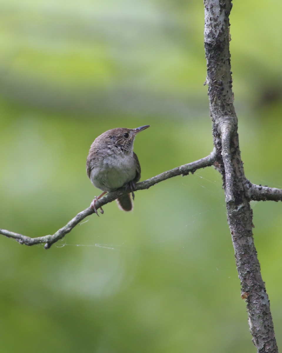 House Wren - ML355861711