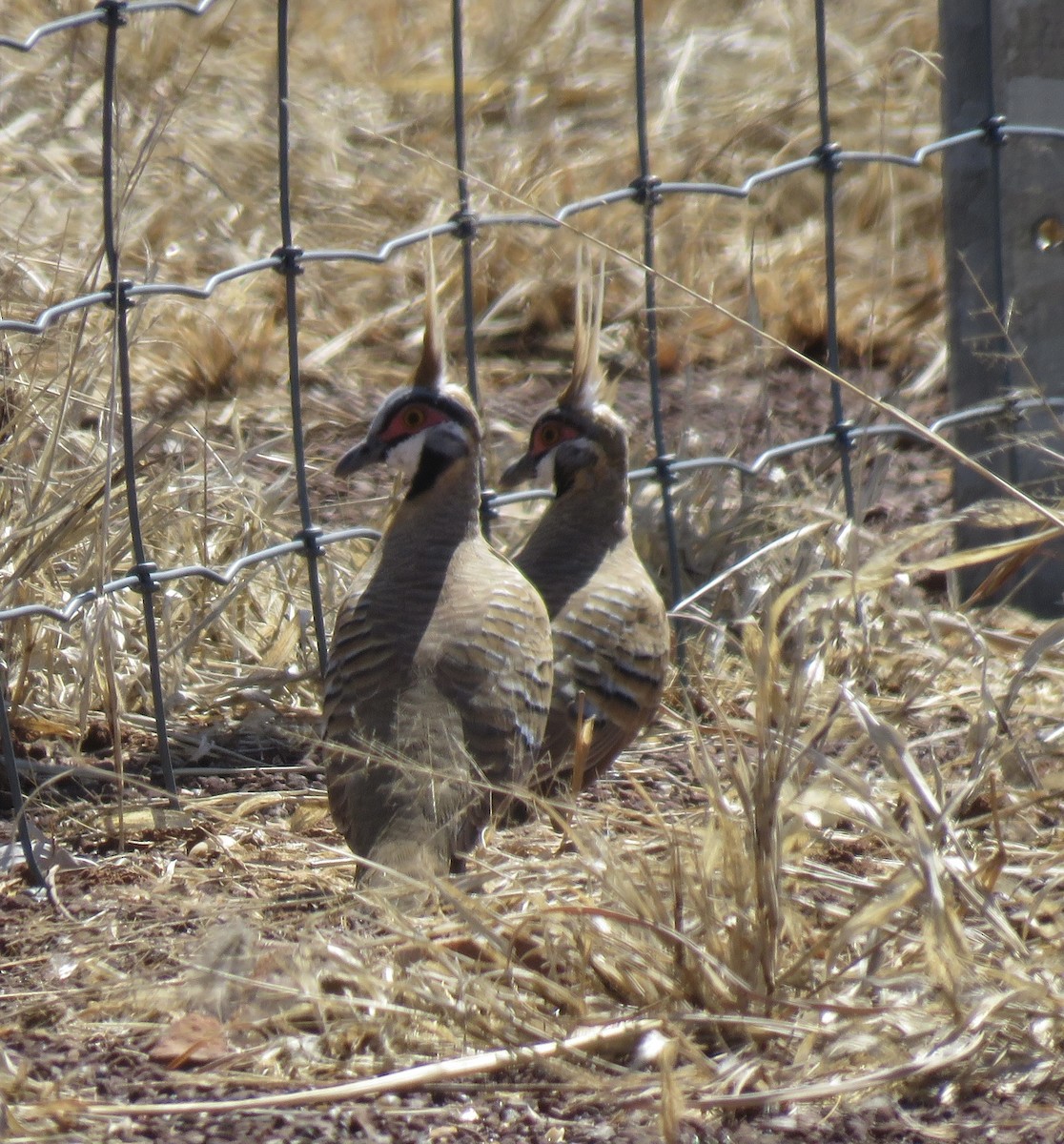 Spinifex Pigeon (White-bellied) - Catherine Hirsch