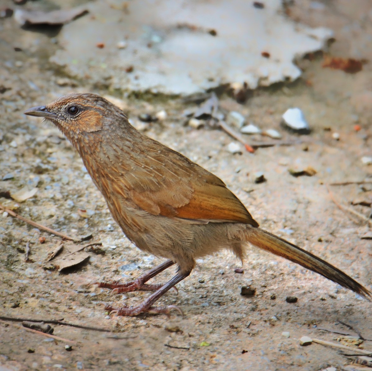 Streaked Laughingthrush - ML355865281