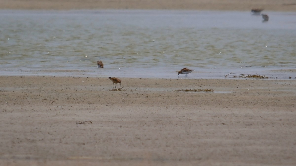 Little Stint - ML355865801