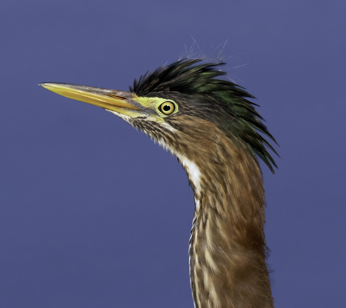 Green Heron - Alison Davies