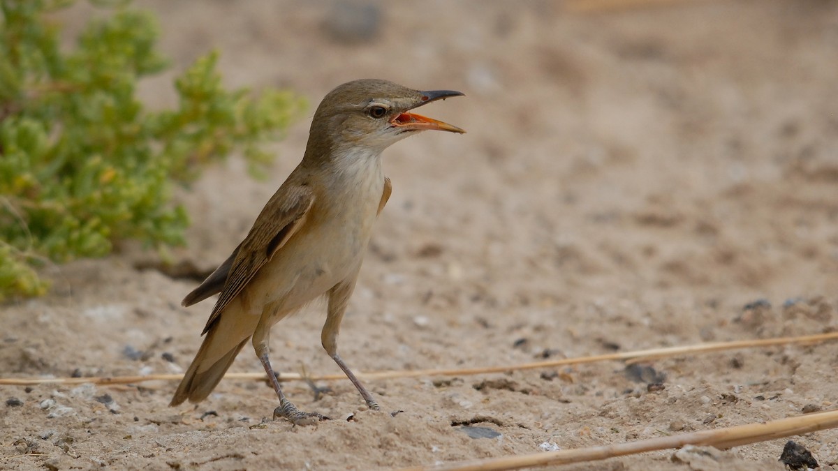 Great/Oriental/Clamorous Reed Warbler - ML355867321