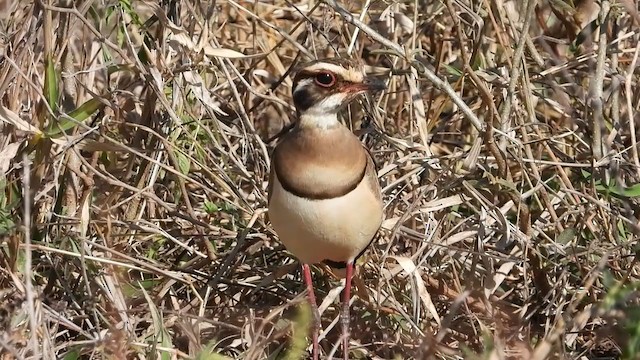 Bronze-winged Courser - ML355867581