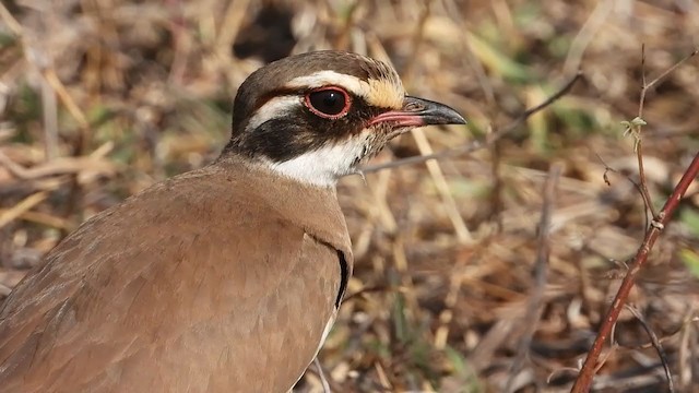 Bronze-winged Courser - ML355867601