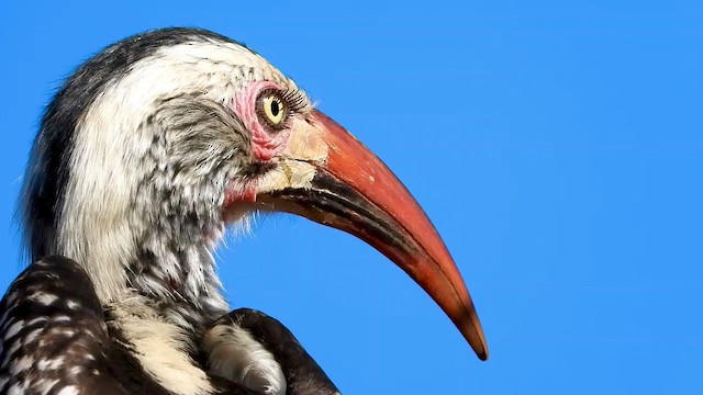 Southern Red-billed Hornbill - ML355867641