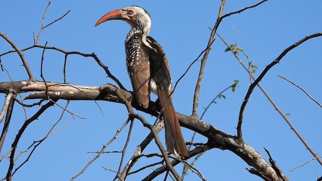 Southern Red-billed Hornbill - ML355867681