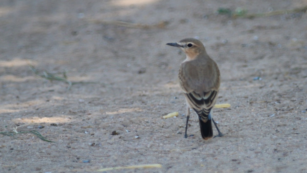 Isabelline Wheatear - ML355868141