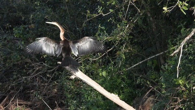 Afrika-Schlangenhalsvogel - ML355868391