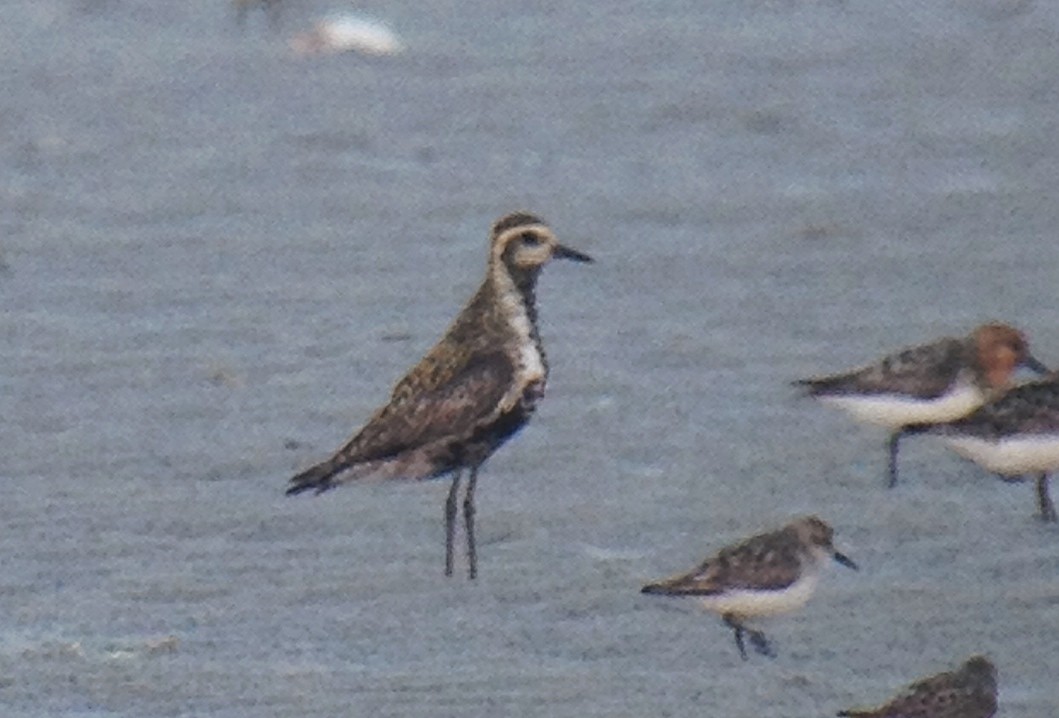 Pacific Golden-Plover - Ian Davies
