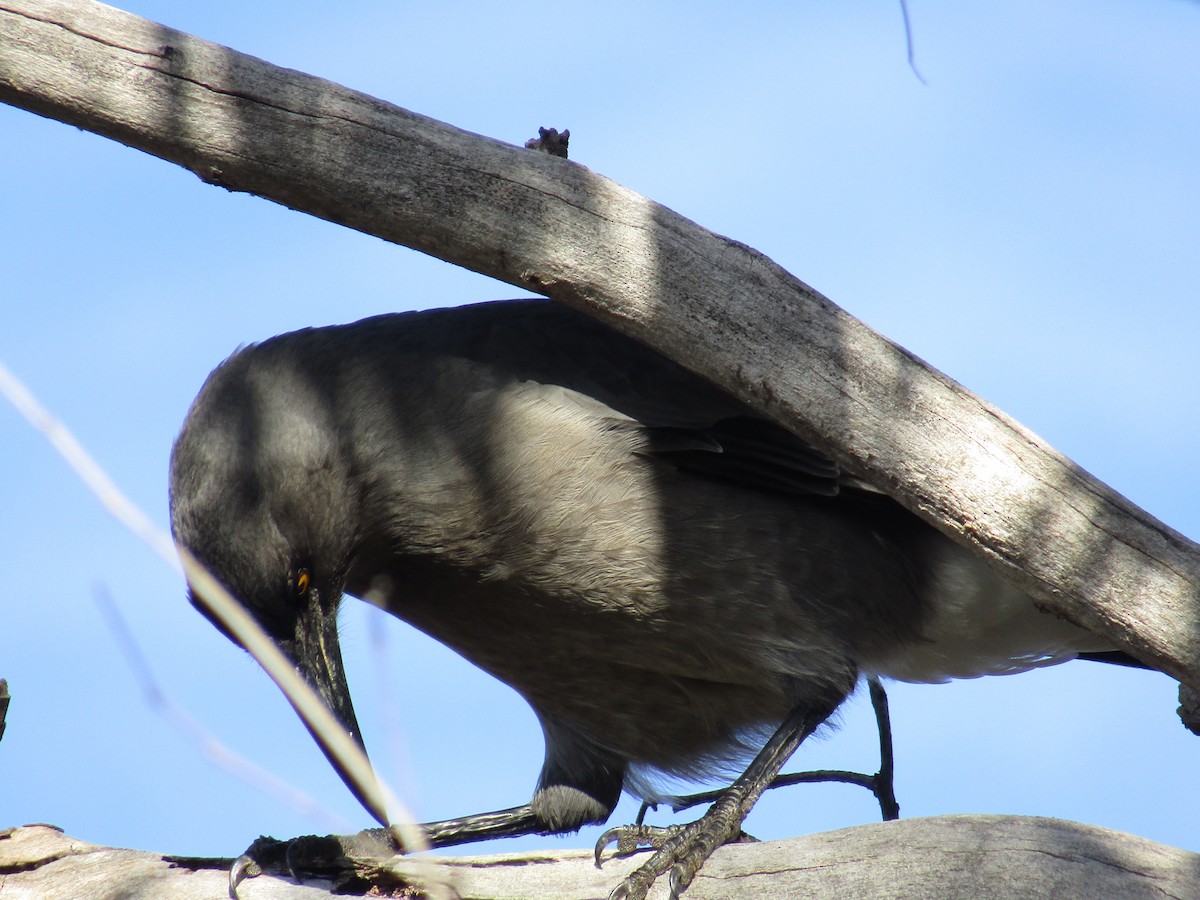 Gray Currawong - ML355869491