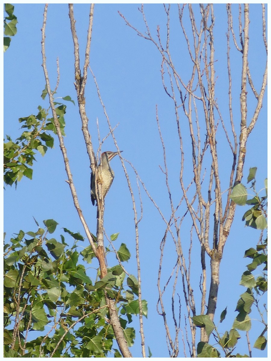 Iberian Green Woodpecker - ML355869641