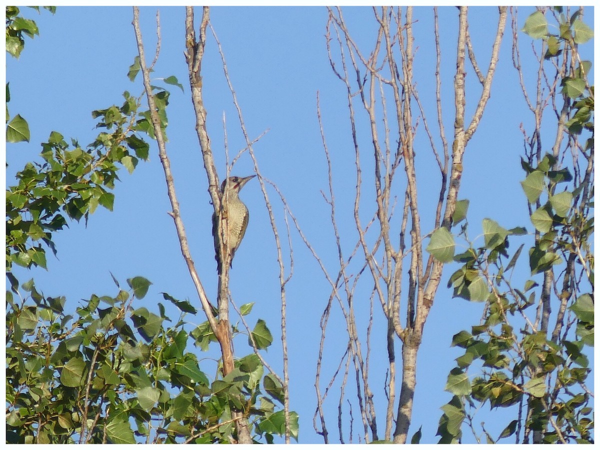 Iberian Green Woodpecker - ML355869661