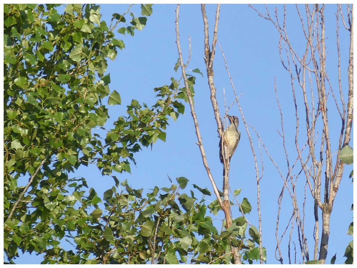 Iberian Green Woodpecker - ML355869671