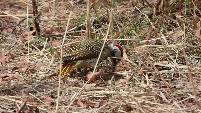 Bennett's Woodpecker - ML355869721