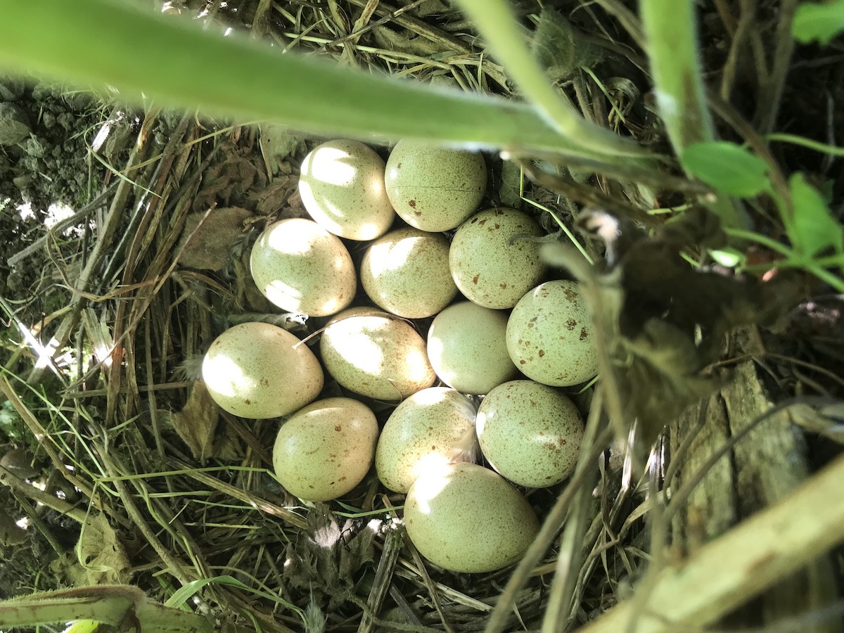 Red-legged Partridge - ML355869761