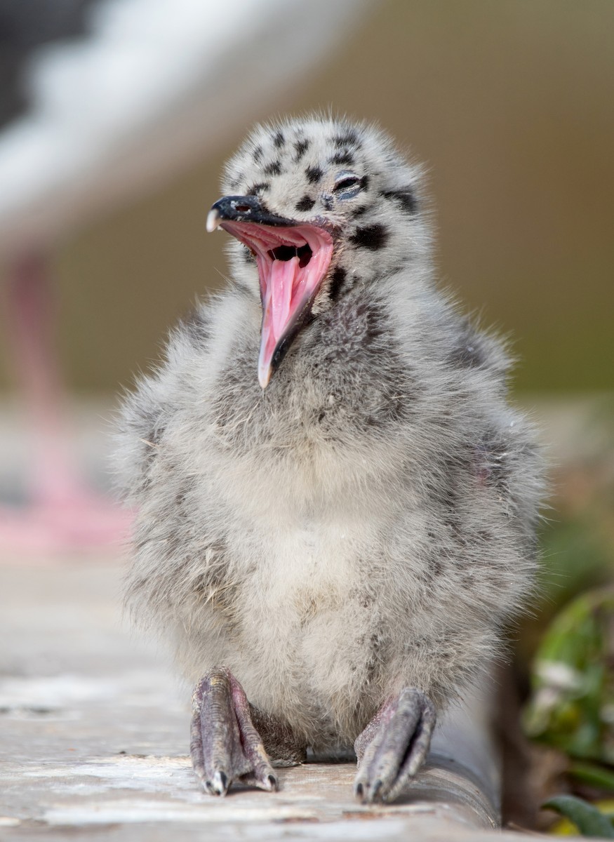 Western Gull - ML355870911