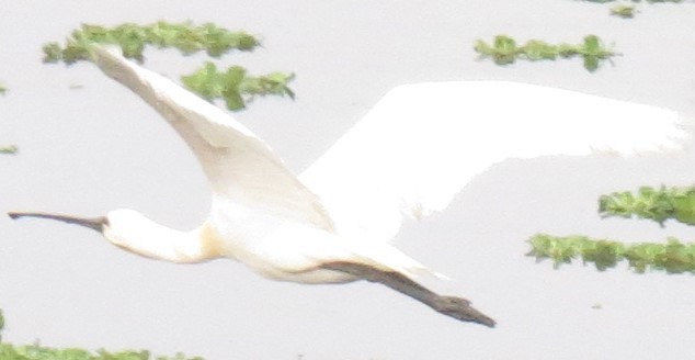 Eurasian Spoonbill - ML355871211