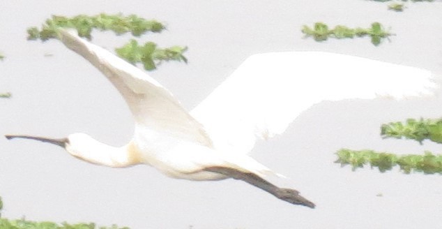 Eurasian Spoonbill - ML355871211