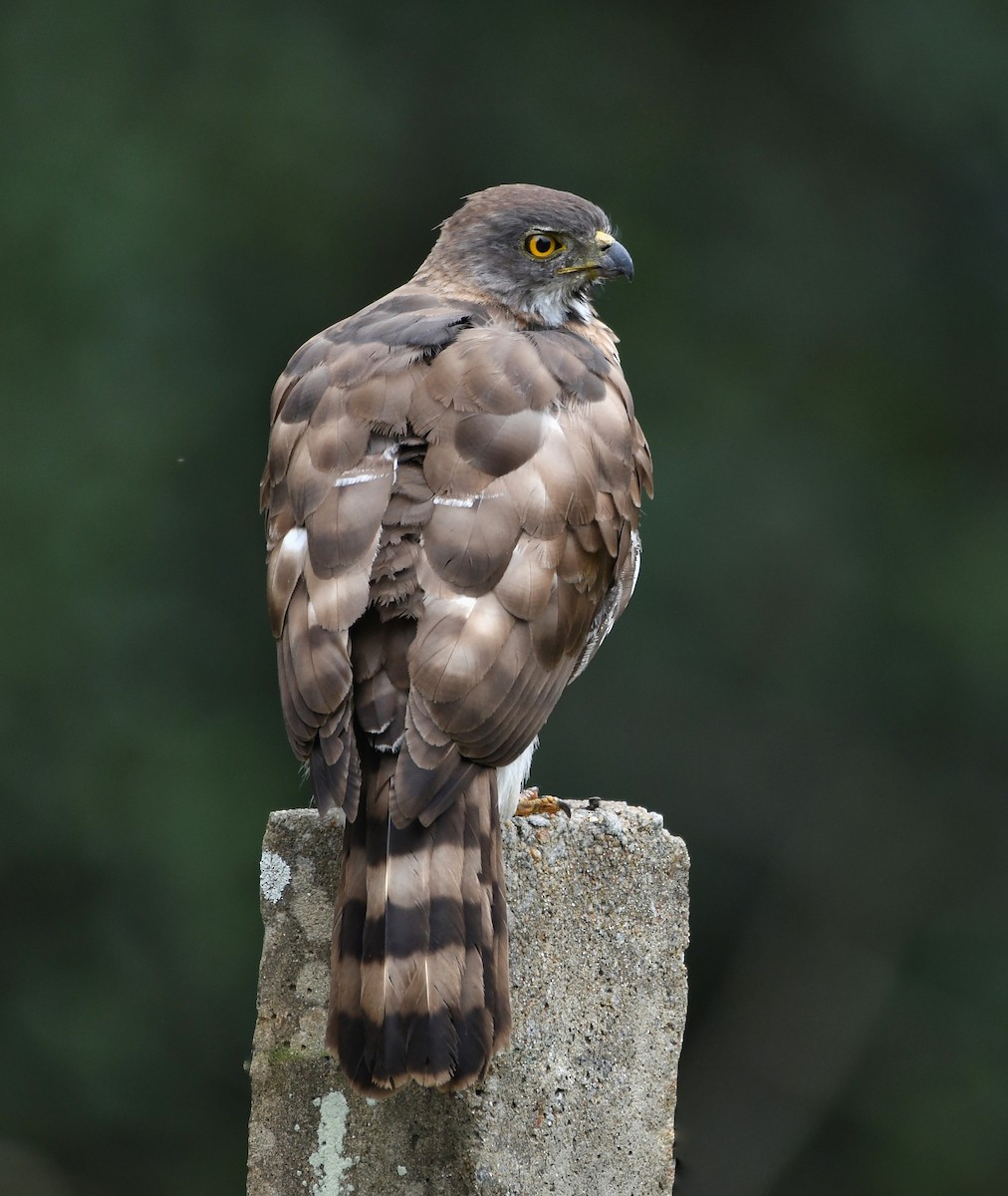 Crested Goshawk - ML355871591