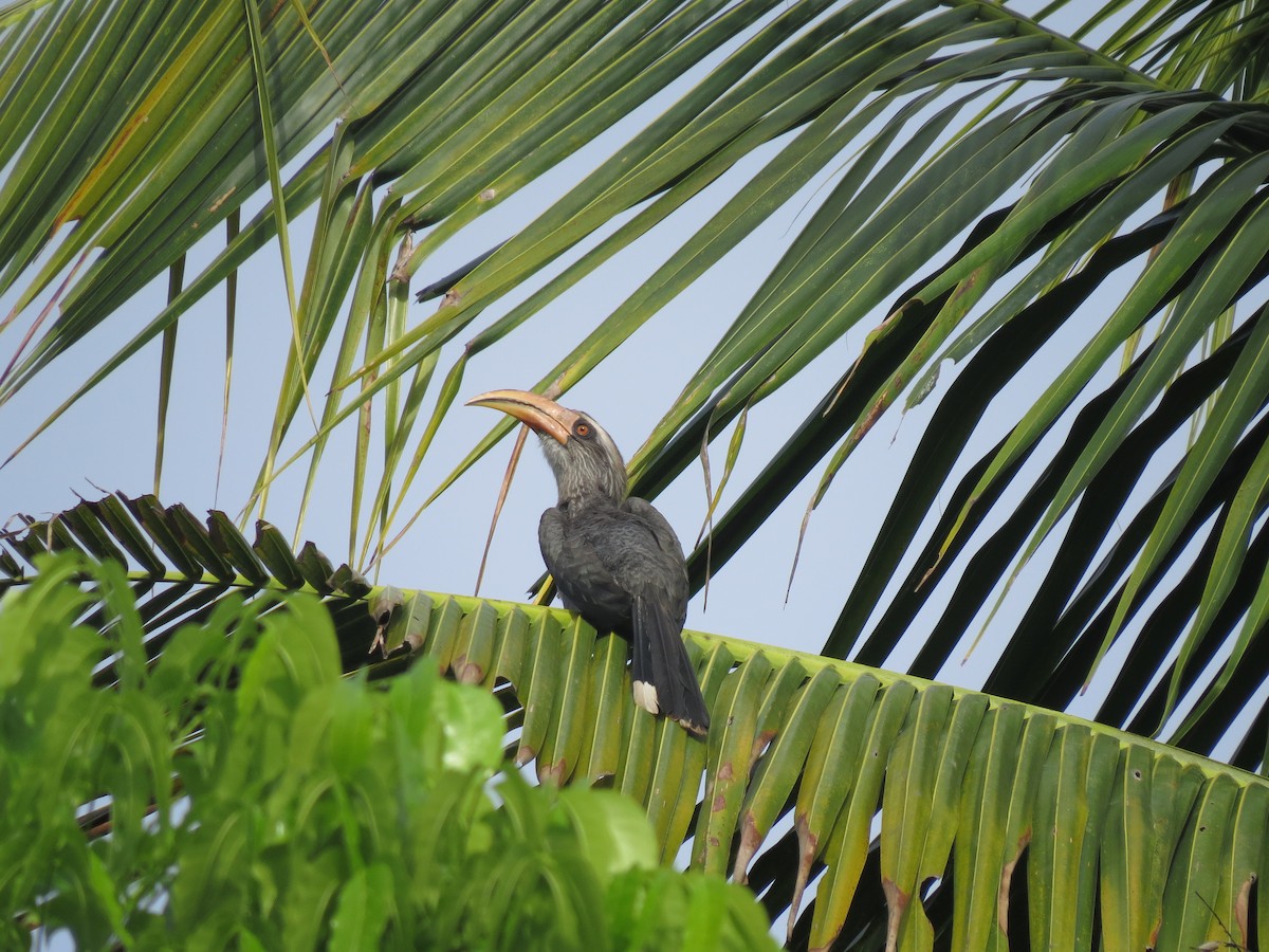 Malabar Gray Hornbill - Edward Raju