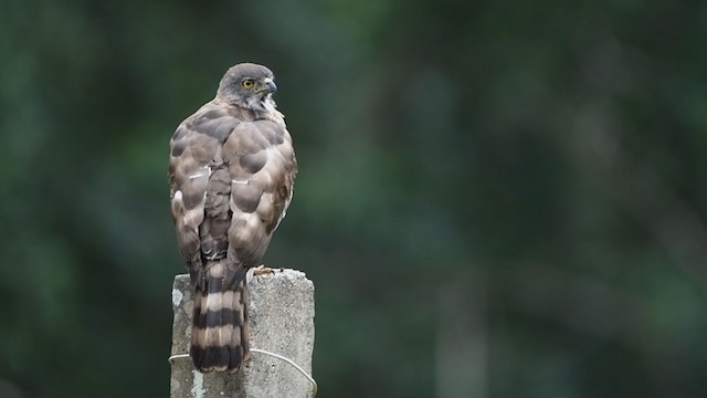 Crested Goshawk - ML355871651