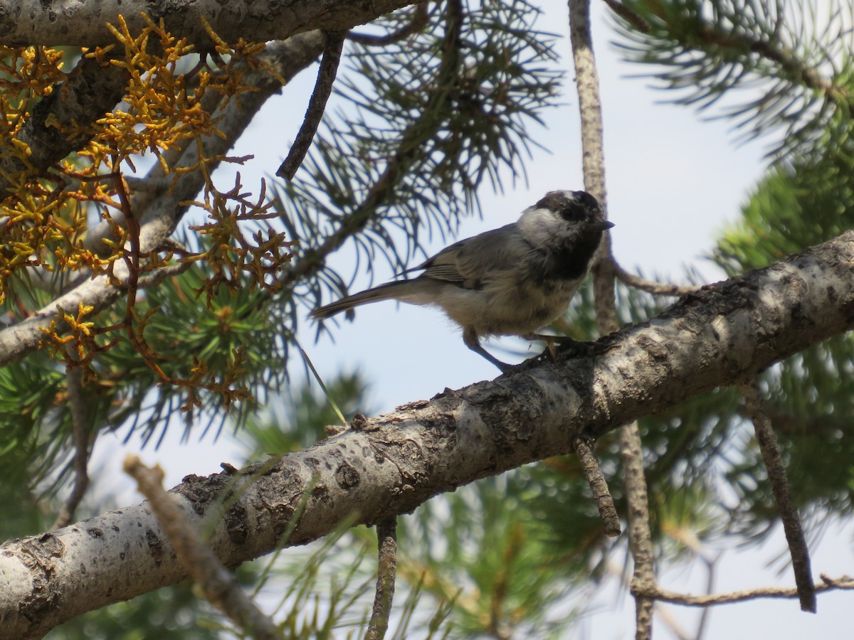 Mountain Chickadee - Laura Hasty