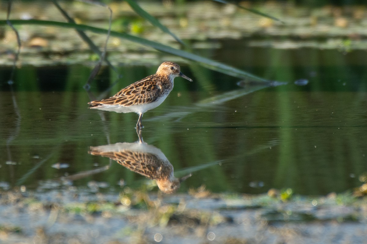 Zwergstrandläufer - ML355871991