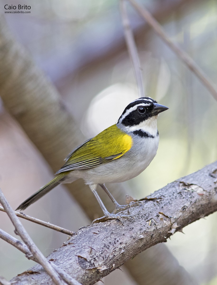 Pectoral Sparrow - Caio Brito | Brazil Birding Experts
