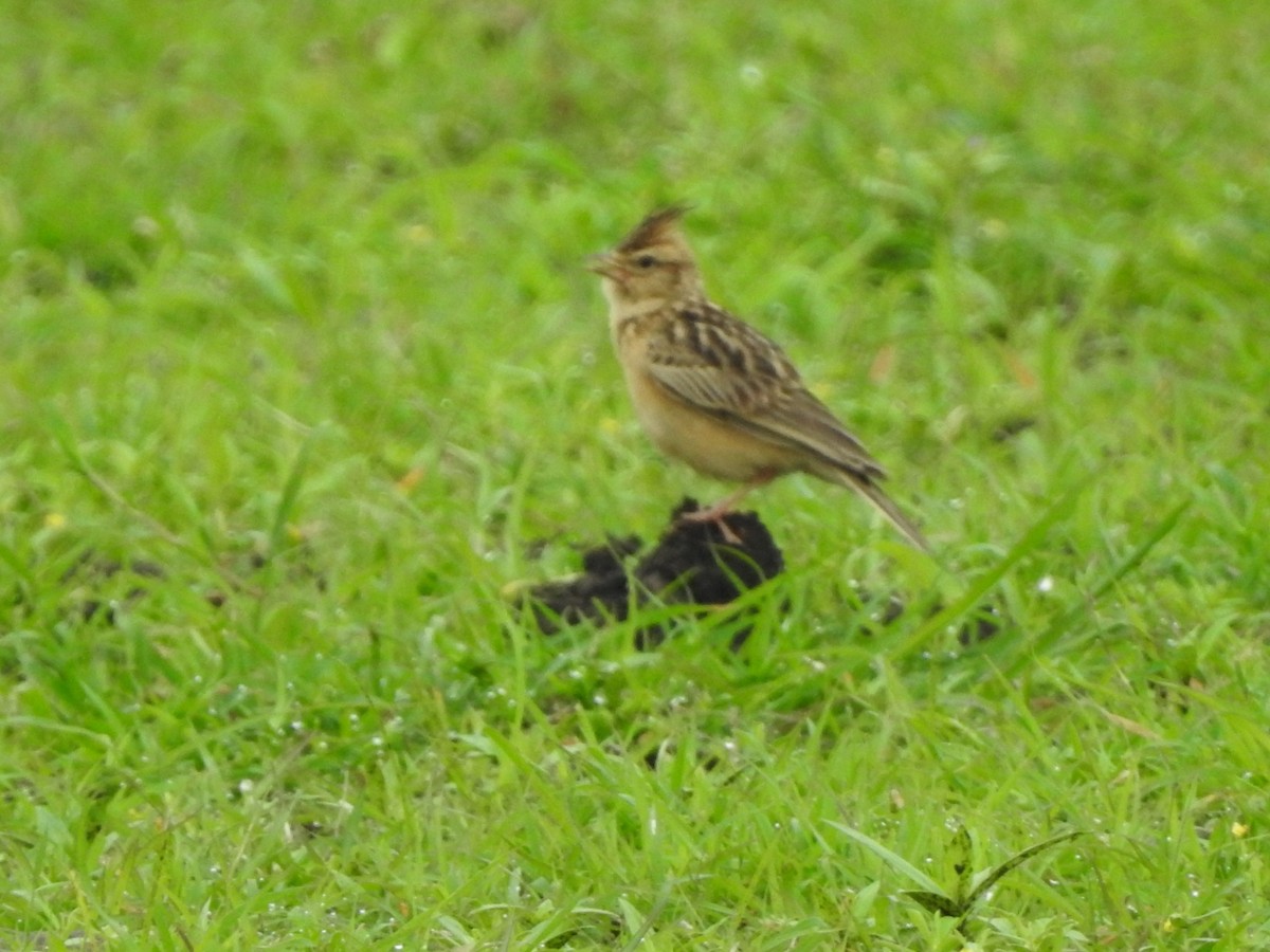 Tawny Lark - ML355874931