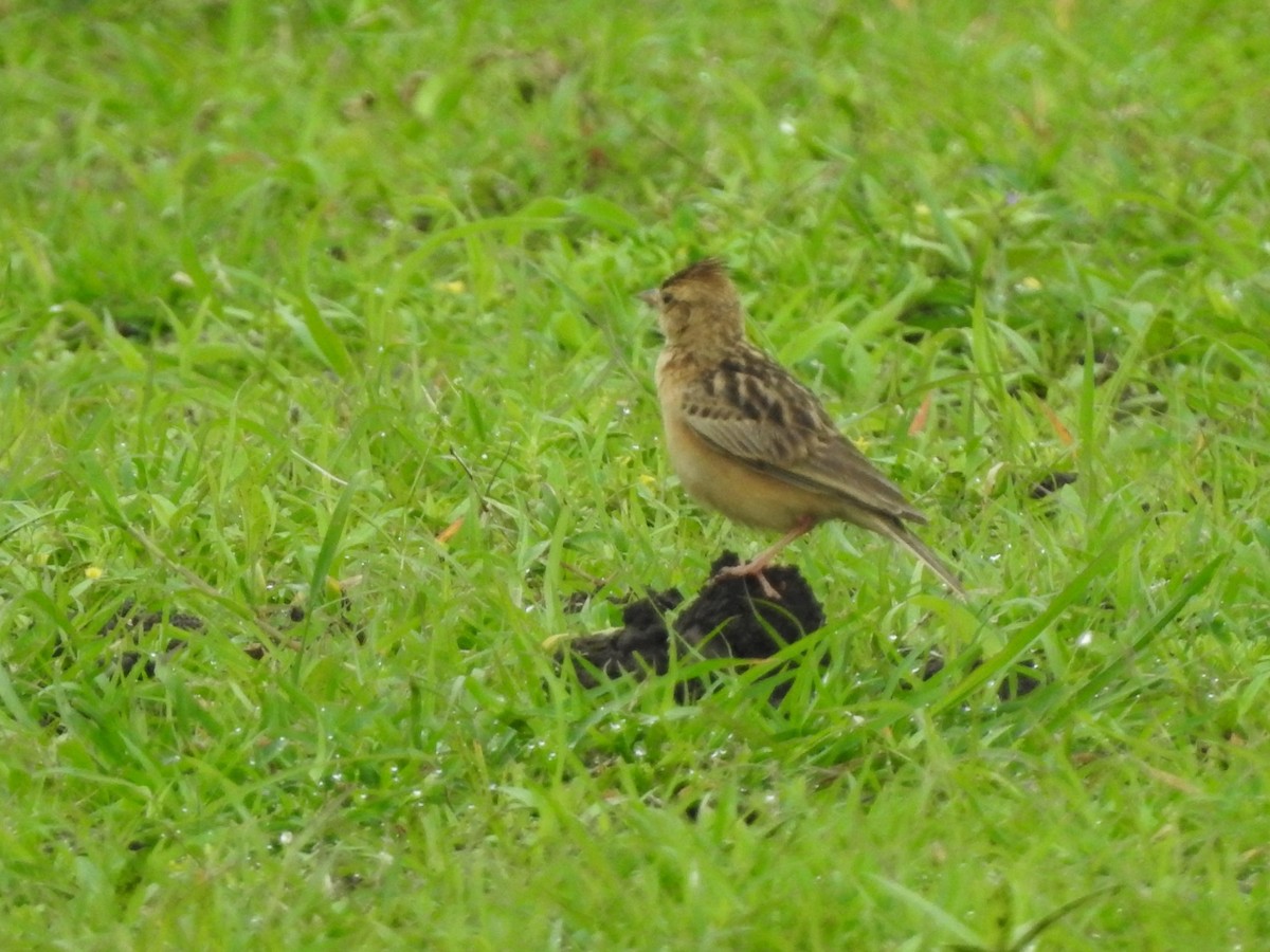 Tawny Lark - ML355874941