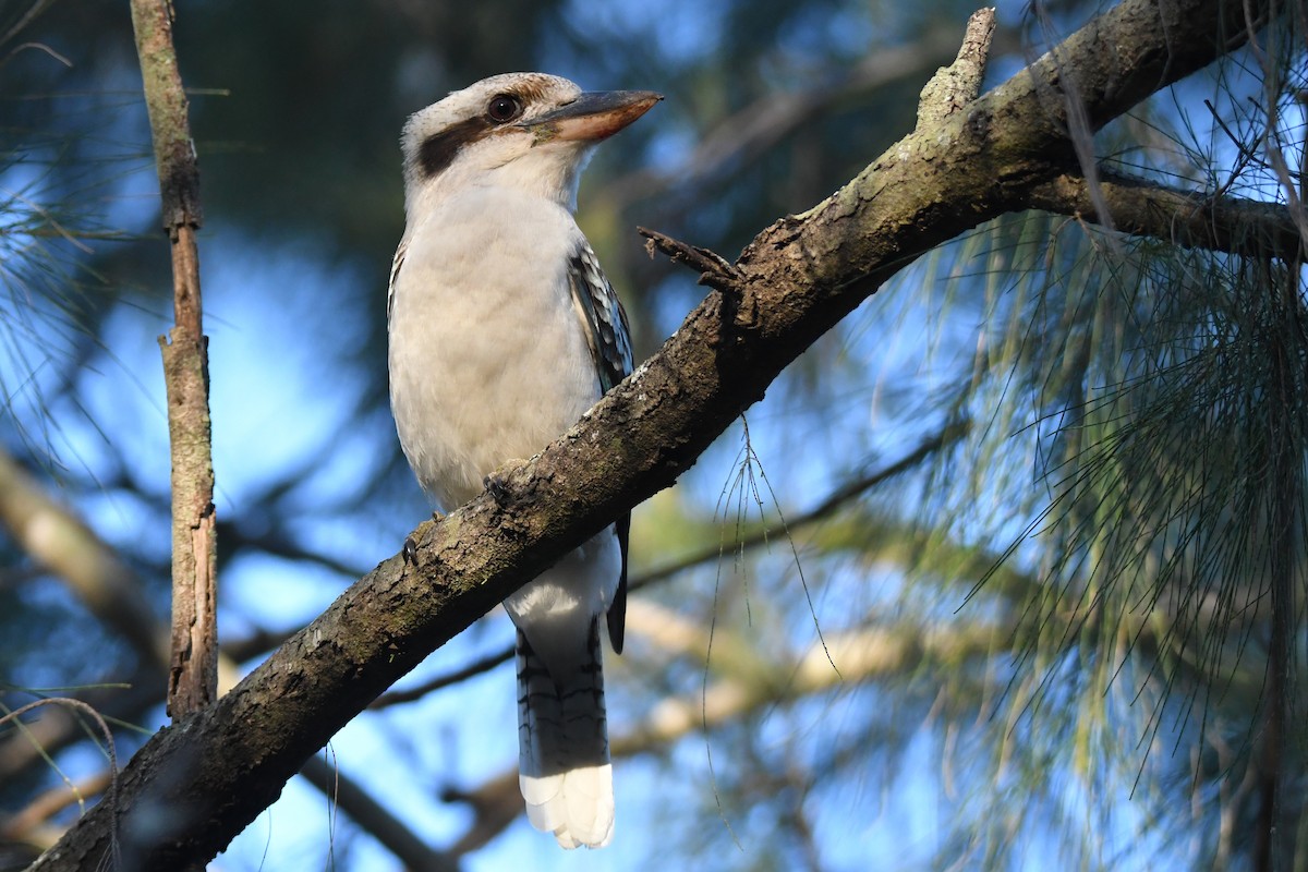 Laughing Kookaburra - ML355874961