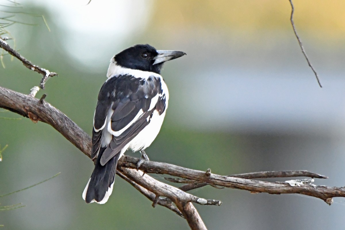 Pied Butcherbird - ML355875431