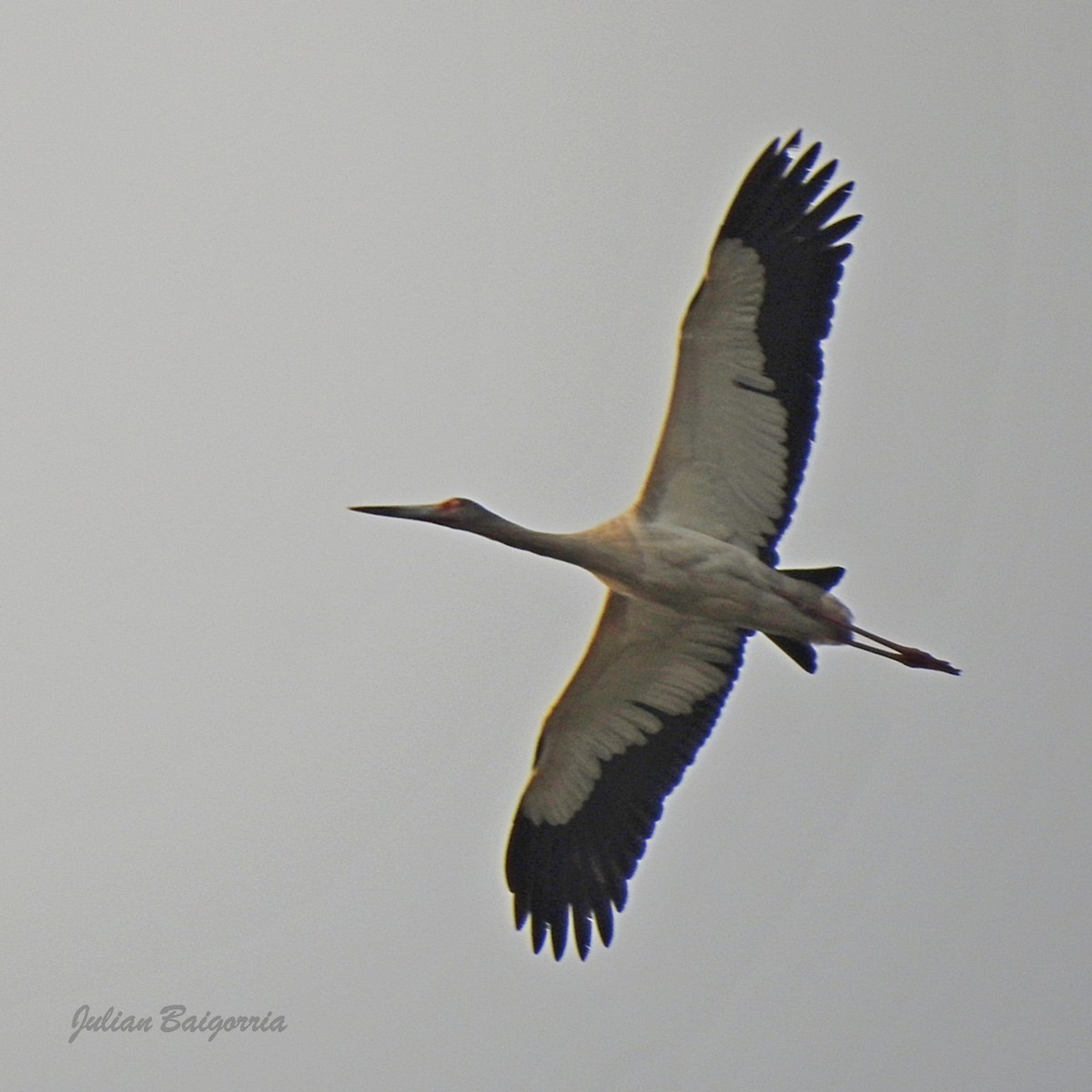 Maguari Stork - ML355879131
