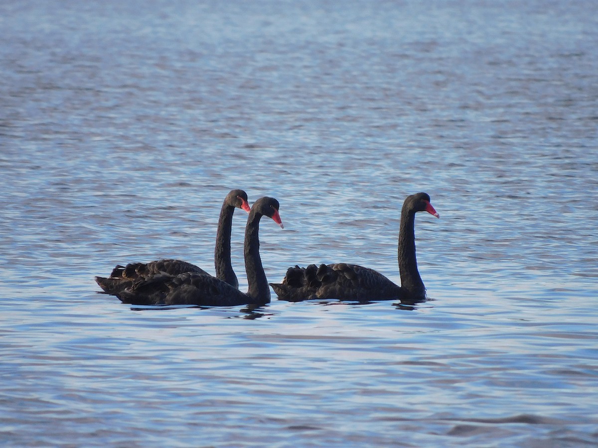 Black Swan - ML355879311