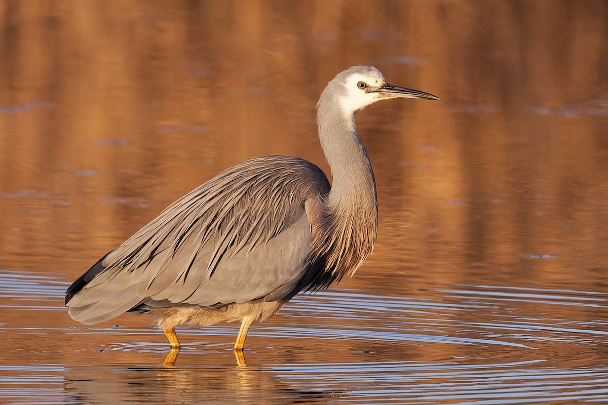White-faced Heron - ML355879321