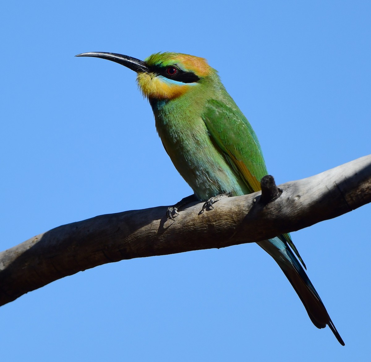 Rainbow Bee-eater - Andy Gee